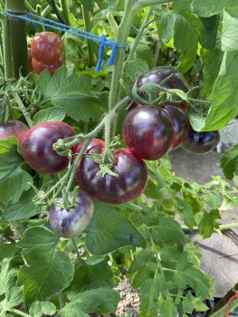 Preview: Ozark Sunset