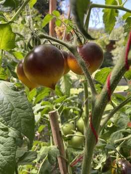 Preview: Belle Coeur