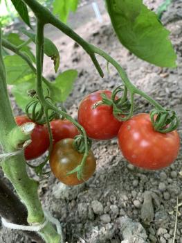 Preview: Bloody Butcher