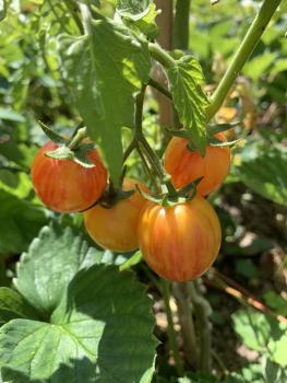 Preview: Sunrise Bumble Bee