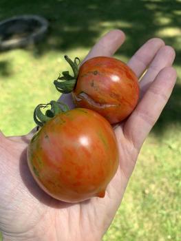 Großmutters Bauertomate