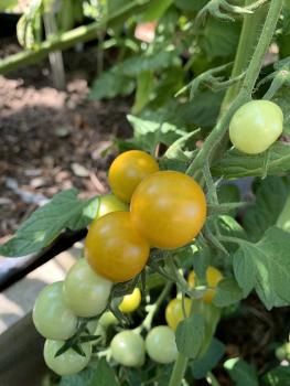 Preview: Zluta Kytice