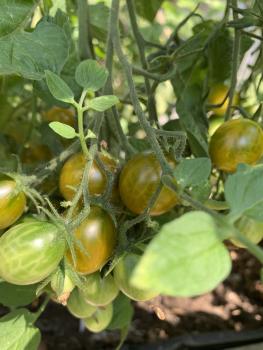 Preview: Amber Keyes