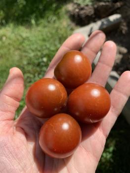 Preview: Brown Berry