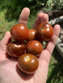 Preview: Brown Berry