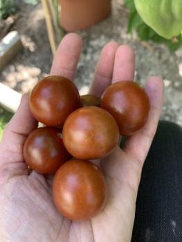 Preview: Brown Berry