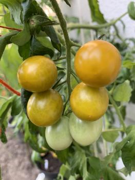 Green Grape / Raisin Vert