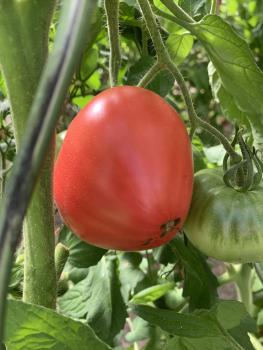 Preview: Rosen Honig