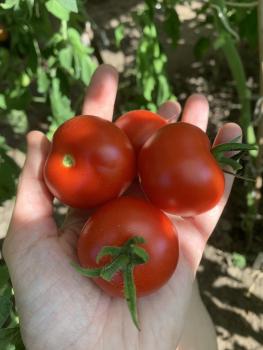 Preview: Beymes Erntesegen