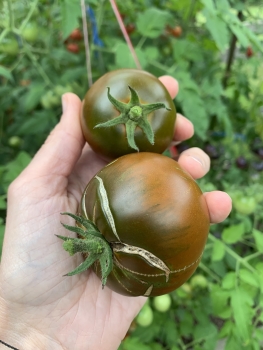 Preview: Schwarze Russische