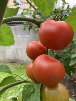 Livingston Potato Leaf