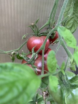 Preview: Cherokee Purple