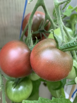 Preview: Cherokee Purple