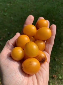 Preview: Indigo Pear Drops