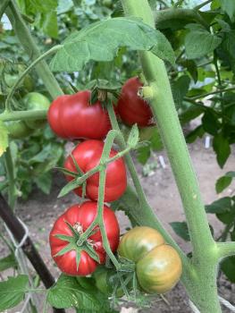 Livingston Main Crop Pink