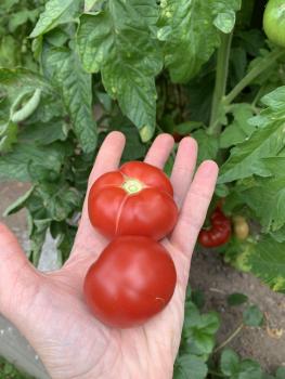 Preview: Livingston Perfection