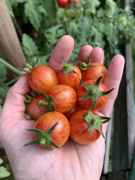 Preview: Sunrise Bumble Bee