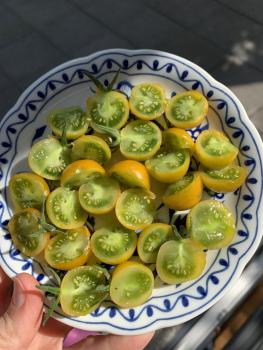 Preview: Zluta Kytice