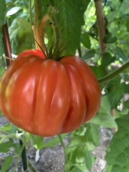 Preview: Bolgarskoye Serdtse Krupnoye