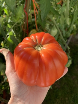 Preview: Bolgarskoye Serdtse Krupnoye