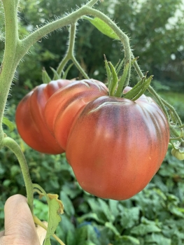 American Ripped Black