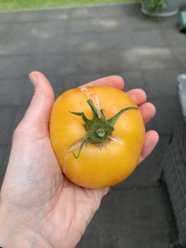 Livingston Golden Queen