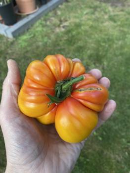 Preview: Tennessee Suprise