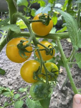 Preview: Gelbe von Thun