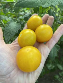 Preview: Gelbe von Thun