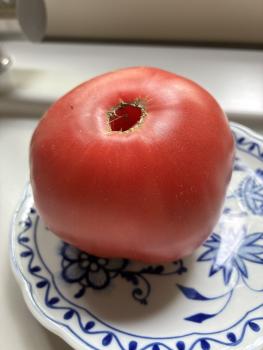 Preview: Ponderosa Pink