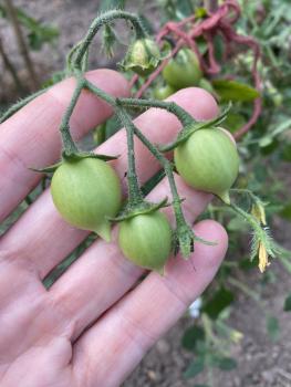 Preview: Microdwarf Pendulina gelb