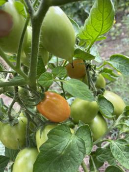 Preview: Schmidt Orla