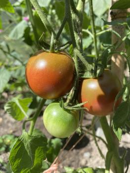 Preview: Amarillo Armadillo