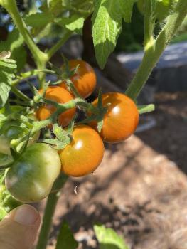 Preview: Dark Orange Muskat