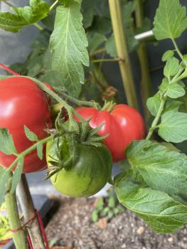 Preview: Grosse Lisse