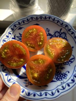 Preview: Amarillo Armadillo