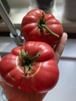 Preview: Grosse Lisse