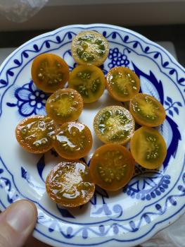 Preview: Dark Orange Muskat