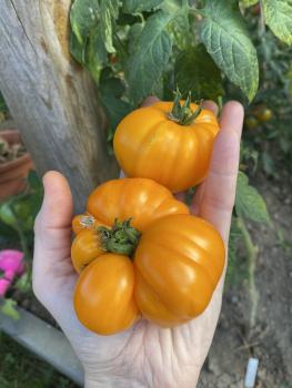 German old Strawberry