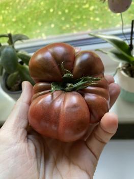 Preview: Akers West Virginia Black