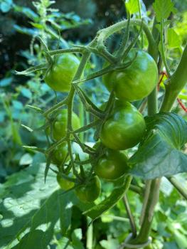 Preview: Black Cherry