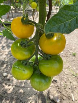 Preview: Gelbe von Thun