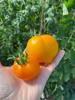 Preview: Sibirisches gelbes Herz