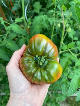 Preview: True Colours