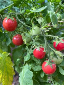 Preview: Himbeerrose