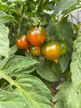 Preview: Lois Baby Tiger