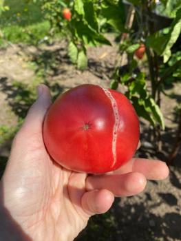 Preview: Amethyst Jewel