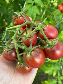 Preview: Black Hole Sun