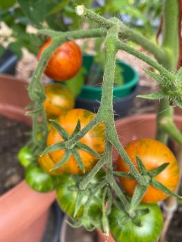 Preview: Amurskij Tigr