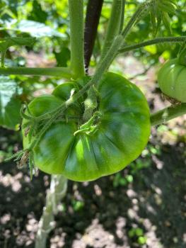 Preview: Big Rainbow